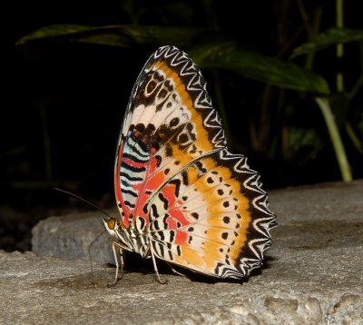 Leopard Lacewing