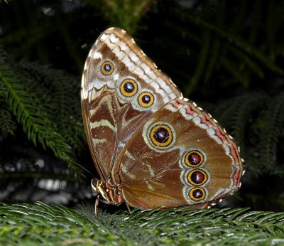 Blue Morpho