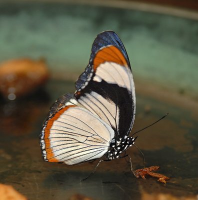 Red-spotted Diadem