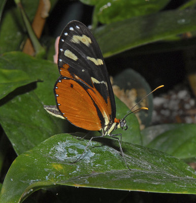 Tiger Longwing