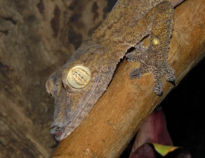 Giant Leaf-tailed Gecko