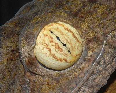 Giant Leaf-tailed Gecko Eye