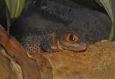 Red-eyed Crocodile Skink