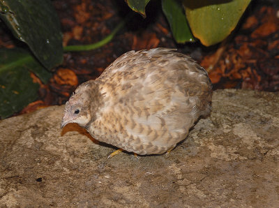 Buttonquail