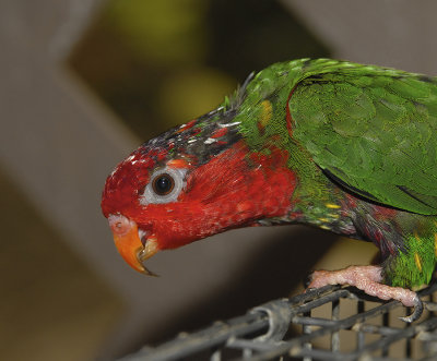 Mitred Parakeet (Mitred Conure)