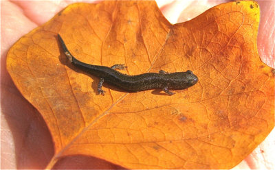 White-spotted Slimy Salamander