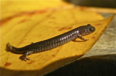 White-spotted Slimy Salamander