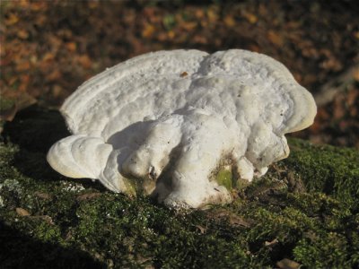 Unidentified Fungus