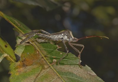 Acanthocephala declevis