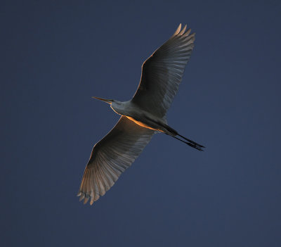 Great Egret