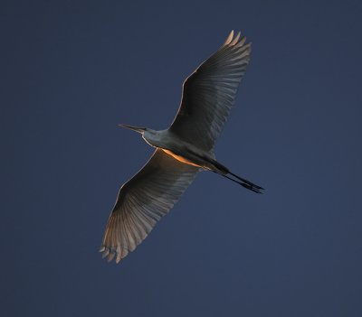 Great Egret