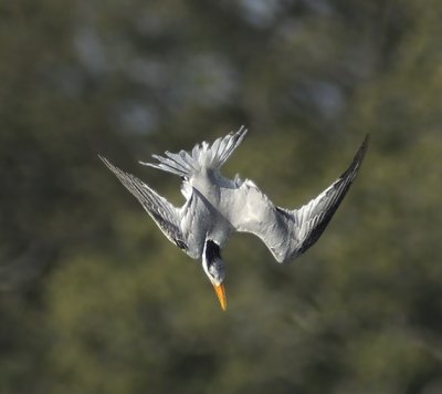 Royal Tern in Dive