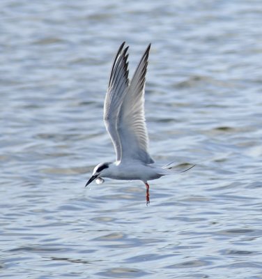 Forster's Tern with Fish