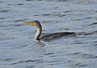 Double-crested Cormorant