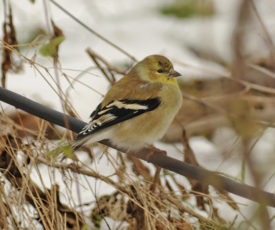 American Goldfinch (Winter Male)