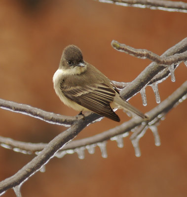 Eastern Phoebe