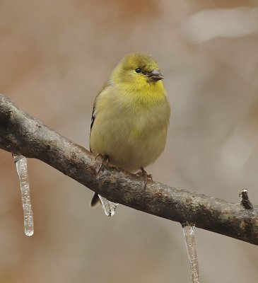 American Goldfinch (Mature Adult Winter Plumage