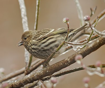 Adult Female