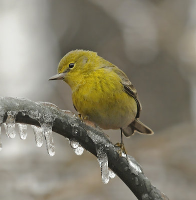Male in Ice Storm