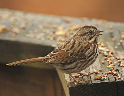 Song Sparrow