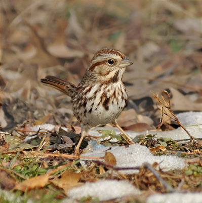 Song Sparrow