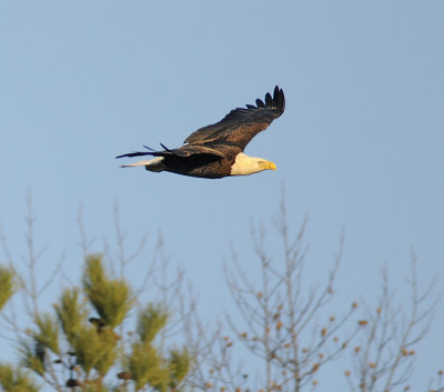 Bald Eagle