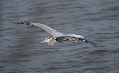 Mature Adult in Flight
