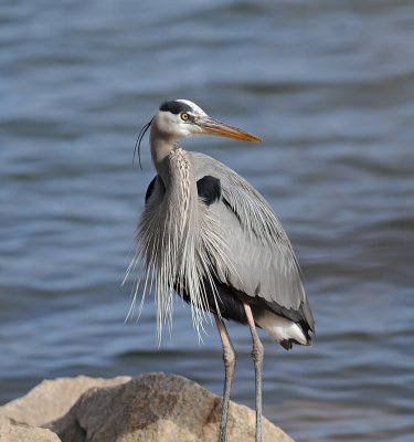 Mature Adult