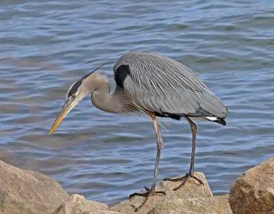 Mature Adult