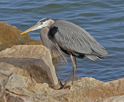 Mature Adult