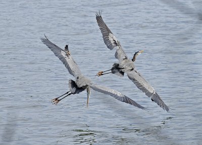 Mature Adults in Flight