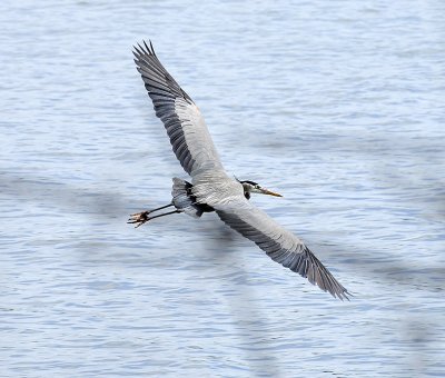 Mature Adult in Flight