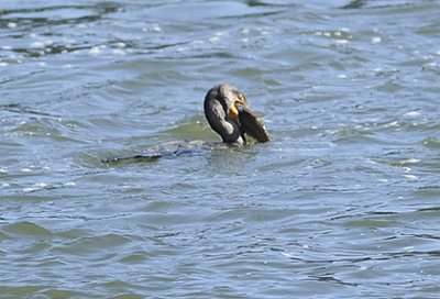 Double-crested Cormorant