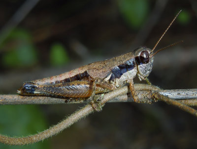 Melanoplus Grasshopper Nymph
