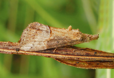 Green Cloverworm Moth (8465)