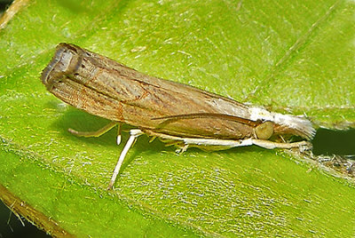 Graceful Grass Veneer Moth (5450)