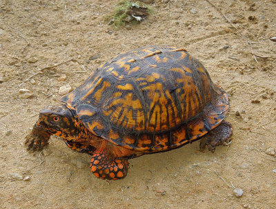 Eastern Box Turtle 