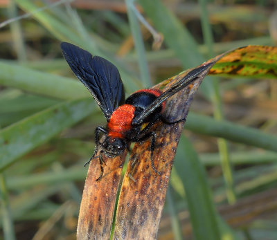 Common Eastern Velvet Ant 