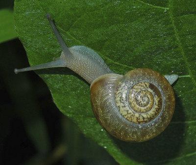 Land Snail 