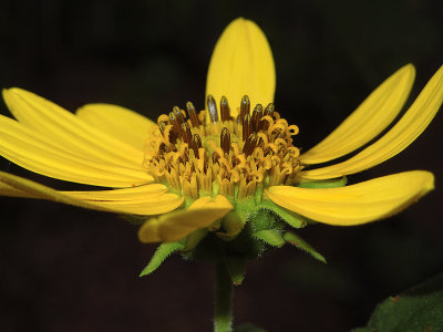 Sunflower, Narrow-leaf