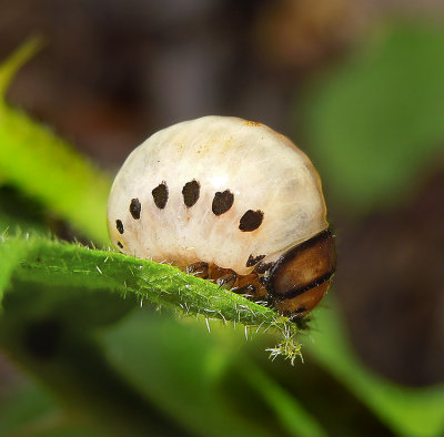 False Colorado Potato Beetle Larvae 