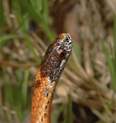 Northern Red-bellied Snake 