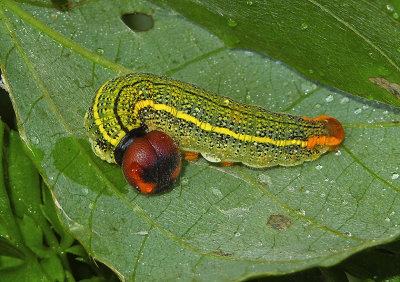 Long-tailed Skipper Caterpillar