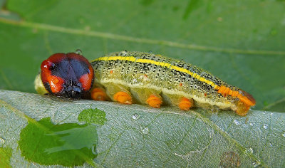 Long-tailed Skipper Caterpillar 