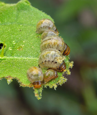 False Colorado Potato Beetle Larvae