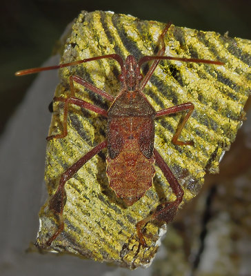 Leaf-footed Bug Nymph