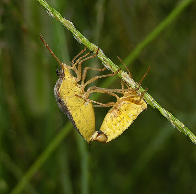 Rice Stinkbugs