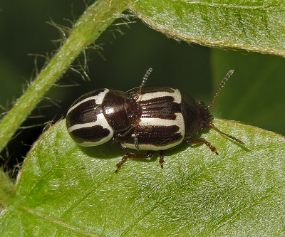 Ragweed Leaf Beetles