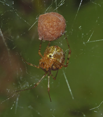 Cobweb Spider