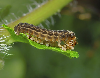 Soldier Beetle Larva